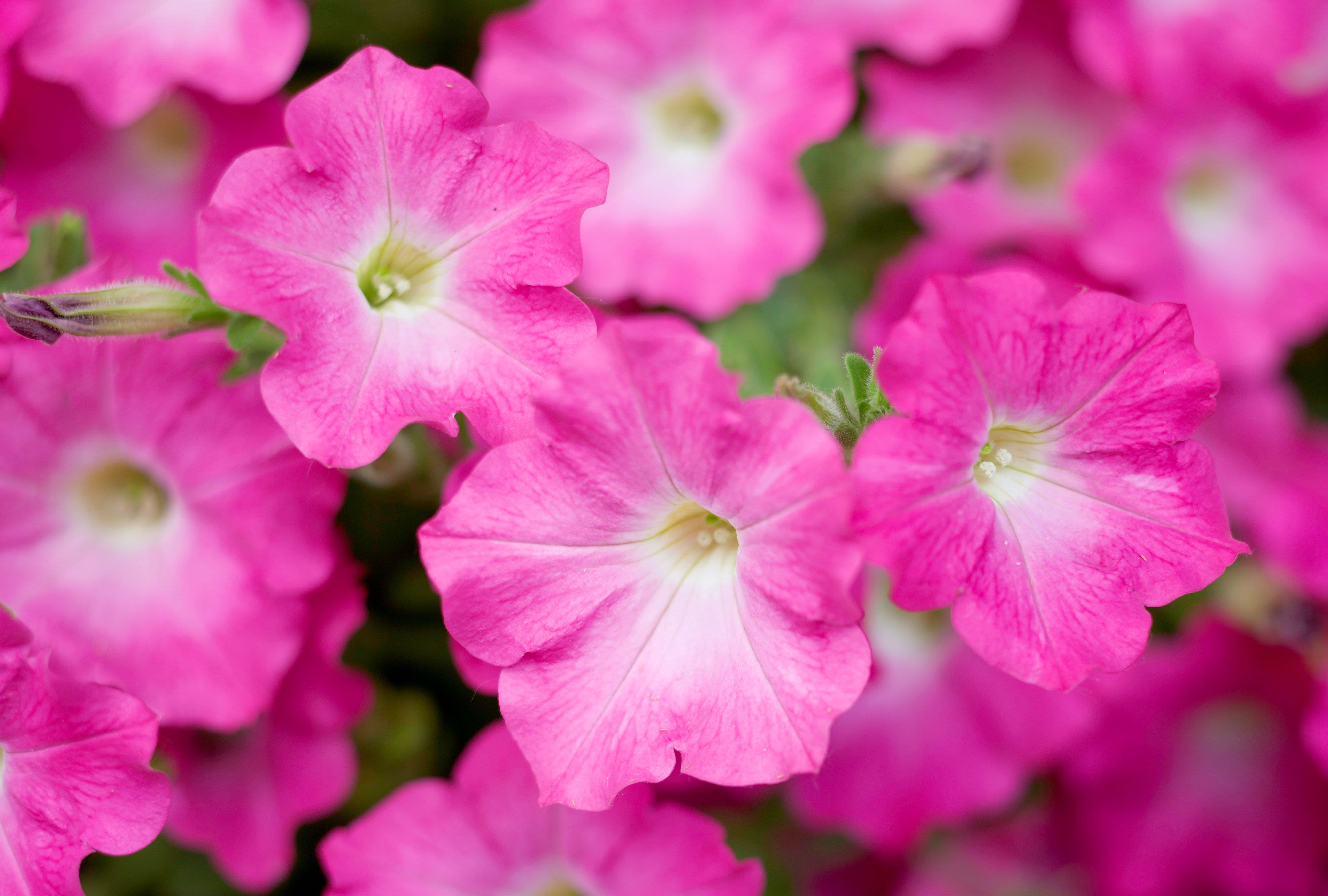 Are Petunias Perennials or Annuals? Plus Tips for Getting Tons of Flowers