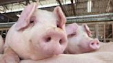 「有合理利潤才願意繼續養」 養豬團體籲政府少干預市場運作