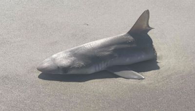 Half-eaten shark washes up on beach sparking fears over predator that attacked it