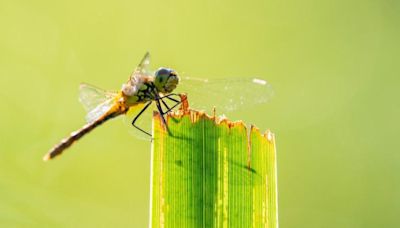 Dragonflies thriving at newest nature 'hotspot'