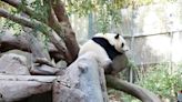 Como a China usa pandas para ter influência internacional