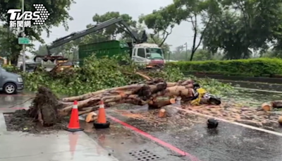 行道樹倒塌連根拔起！高雄64歲女看護上班途中被砸死