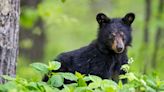 Part of Blue Ridge Parkway Closes After Tourists Feed and Attempt to Hold Wild Black Bear Cub