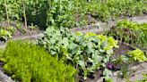 7 vegetables you can plant in September for winter and early spring harvests