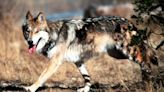 Federal agency kills 'Rusty,' a Mexican gray wolf blamed in livestock deaths
