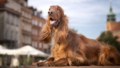 Five of the loveliest large dog breeds to have as the perfect companion