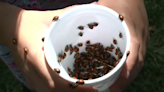 City of Regina's ladybug release event back for another year