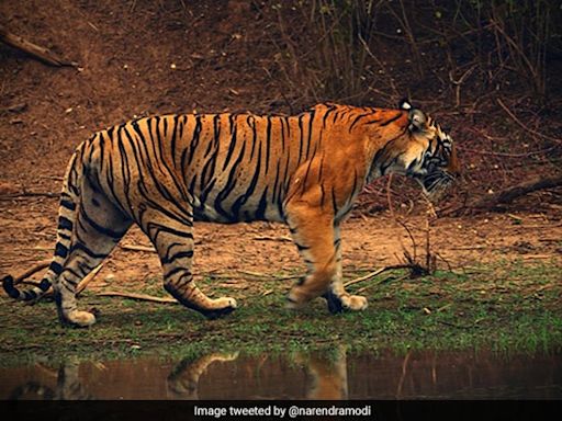 International Tiger Day: Interesting Facts About The Big Cat