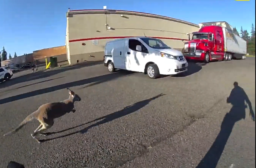 VIDEO: Law enforcement wrangles escaped wallaby near Tacoma