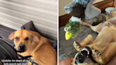 Couple finds stray dog on their Airbnb porch, now he's part of the family