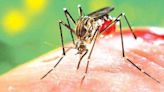 Delhi Congress chief slams AAP govt over surge in dengue cases