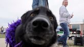 Memories of Abilene's dog park Camp Barkeley, a social club for pooches and owners