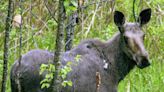 Moose chased hiker’s dog, then charged at her, Colorado wildlife officials say