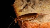 DNA Reveals How German Cockroaches Came to Dominate the World