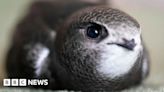 All new Bury buildings to feature bricks for nesting birds