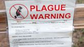 What To Know About Plague After Person Infected In Colorado