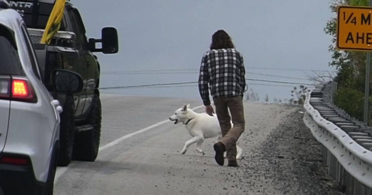 Dog on the loose slows Route 100 traffic through MontCo