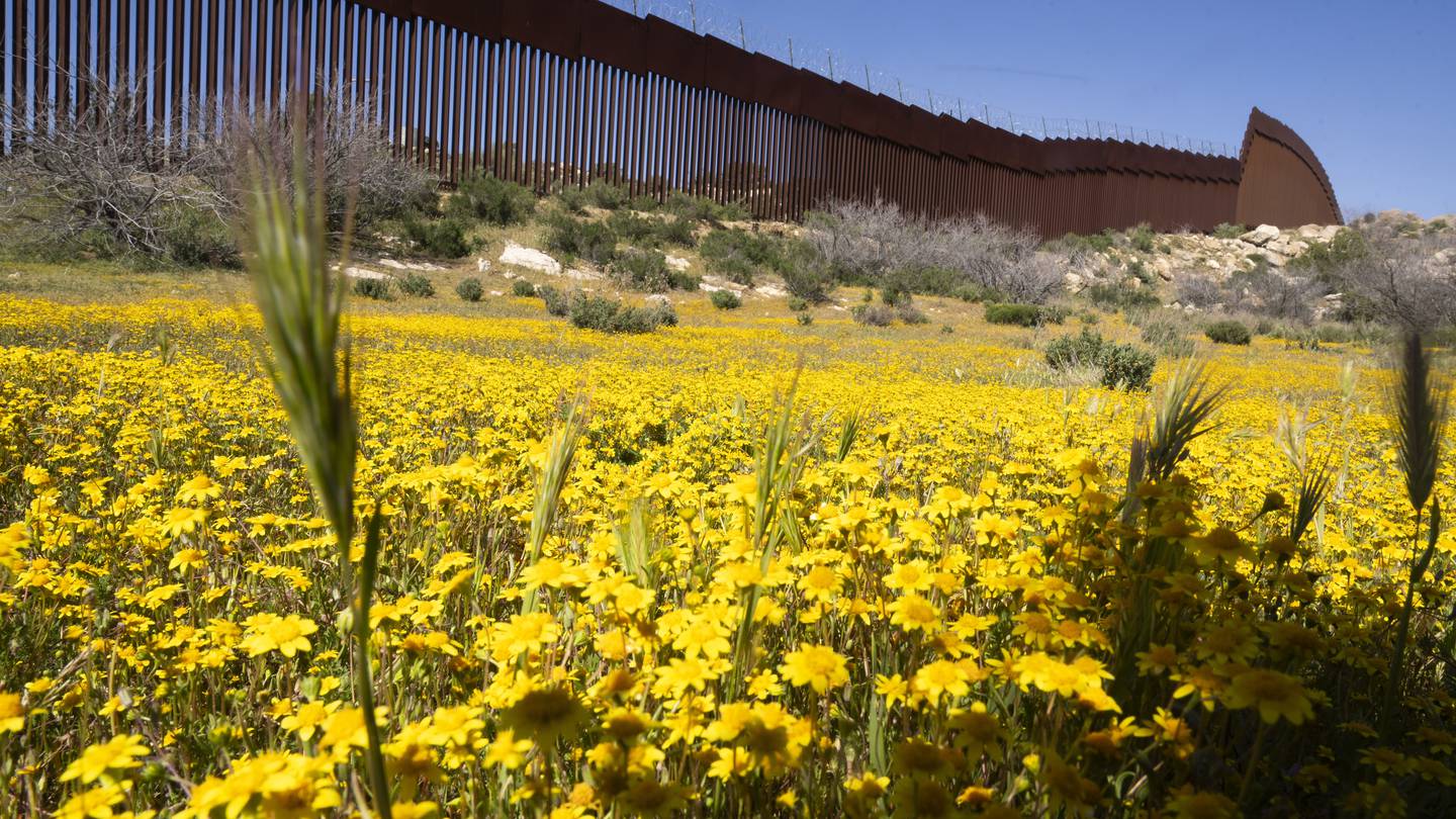 Botanists are scouring the US-Mexico border to document a forgotten ecosystem split by a giant wall