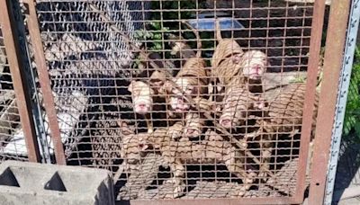 Una sonrisa del destino: cómo un paseo llevó al rescate de seis cachorros abandonados