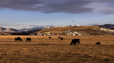 Ranchers in three counties demand Colorado officials kill four wolves responsible for six dead cows