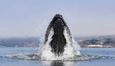 Humpback whales put on a show off Pismo Beach. See the photos