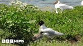 Whisby Nature Park welcomes chick for first time in its history