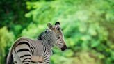 A zebra, a lynx and a couple of joeys: There's a baby boom going on at the Louisville Zoo