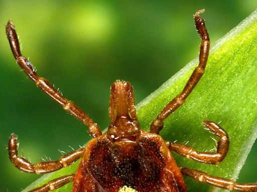 Tick linked to serious meat, dairy allergies spreading in U.S.