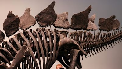 Stegosaurus skeleton to fetch millions at New York auction