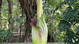 Second corpse flower blooms at US Botanic Garden after days of delay (sort of)