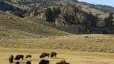 An 83-year-old woman is injured after being gored by a bison at Yellowstone park