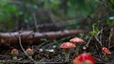 Are any mushrooms in the UK poisonous to eat?