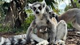 Cotswold Wildlife Park's Lemur Week marked by 70th breeding success