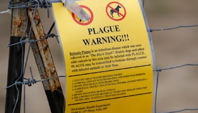 The plague rarely affects humans, though the US sees about 7 cases a year. Here's why