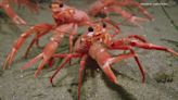 Scuba divers capture photos of tuna crabs swarming off San Diego coast