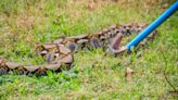Temporada de serpientes en Texas: dónde hacen nido y cómo saber si están en tu casa