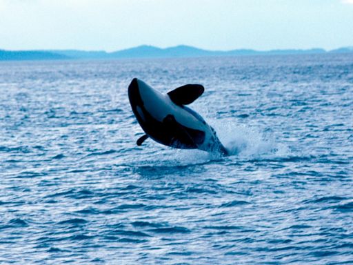 Pod of killer whales attacks and sinks 50-foot yacht in Strait of Gibraltar