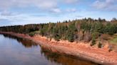 P.E.I. stepping up annual planting goal to 1.3 million trees