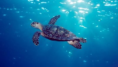 Día Mundial de las Tortugas Marinas: 9 datos curiosos sobre las guardianas de los océanos