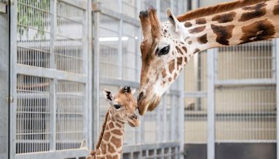 Safari park welcomes baby giraffe