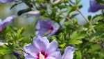 I Plucked 700 Little Rose of Sharon Sprouts, But I Can’t Keep Up—Help!