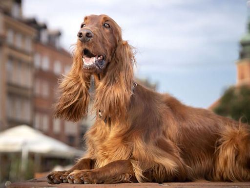 Five of the loveliest large dog breeds to have as the perfect companion