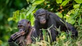 Bonobos Are Gentler Than Chimps? Maybe Not.