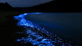 La playa de Málaga que revoluciona TikTok gracias al plancton bioluminiscente - ELMUNDOTV
