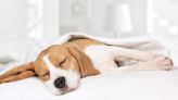 What Your Dog's Sleeping Position Says About Its Personality, According to a Vet