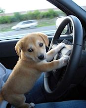 Cute Puppy Driving a Car - Annie Many