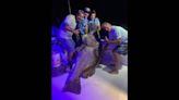 Giant Warsaw grouper helps secure Bradenton tournament victory for local fishermen