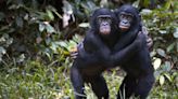 The surprising truth behind gay love in the animal kingdom