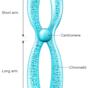 Chromosome Chromatid