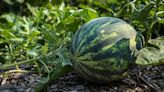 Master Gardener: How do seedless watermelons grow?